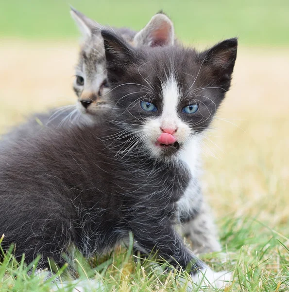 Beautiful small kitten with blue eyes. — Stock Photo, Image