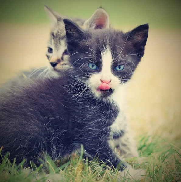 Beautiful small kitten with blue eyes. — Stock Photo, Image