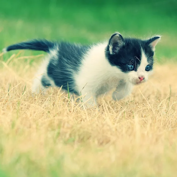 Beautiful small kitten with blue eyes. — Stock Photo, Image