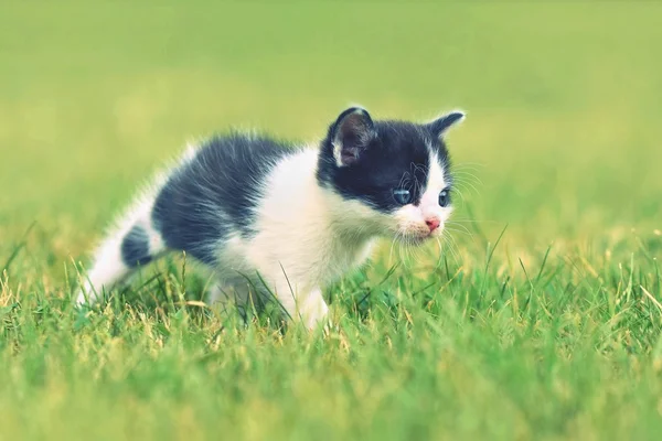 Beautiful small kitten with blue eyes. — Stock Photo, Image