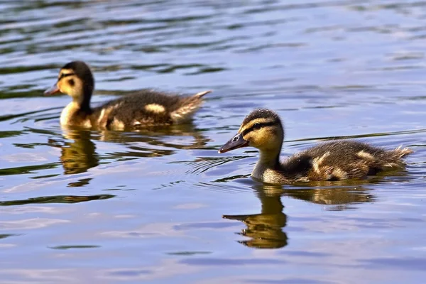 Small ducks on a pond. Fledglings mallards.(Anas platyrhynchos) — Stock Photo, Image