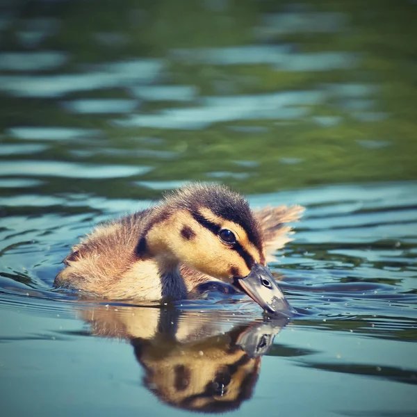 Small Ducks Pond Fledglings Mallards Anas Platyrhynchos — Stock Photo, Image
