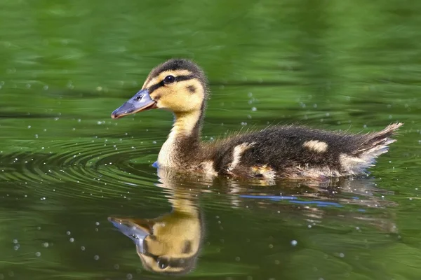 Petits canards sur un étang. Des colverts volants. (Anas platyrhynchos) — Photo