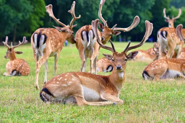 Fallow - ciervo en barbecho. (Dama dama) Hermoso fondo natural con animales. Bosque y naturaleza con puesta de sol . —  Fotos de Stock