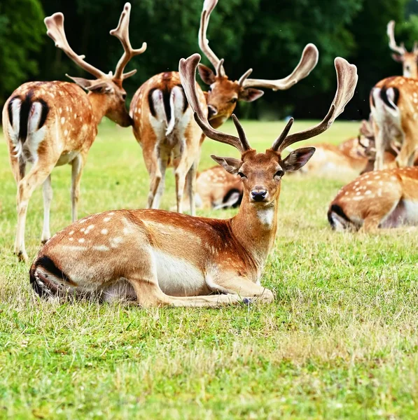 Fallow - ciervo en barbecho. (Dama dama) Hermoso fondo natural con animales. Bosque y naturaleza con puesta de sol . — Foto de Stock