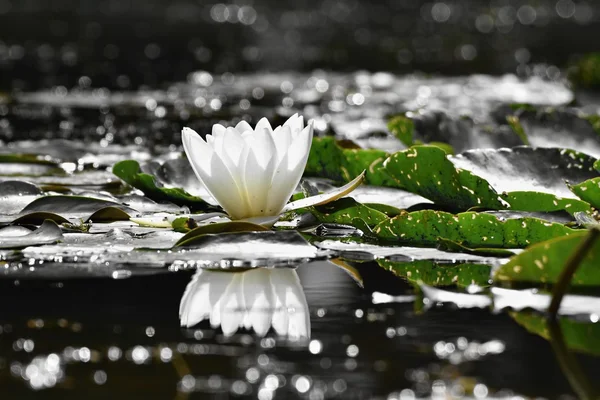 아름 다운 개화 꽃-화이트 워터 백합 연못에. (Nymphaea 알바) 자연 색된 배경을 흐리게. — 스톡 사진