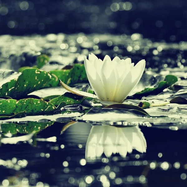 美丽绽放的鲜花-白睡莲的池塘。（睡莲阿尔巴）天然彩色模糊的背景. — 图库照片