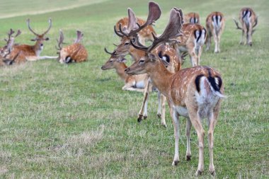 Nadas - alageyik. (Dama dama) Hayvanlarla güzel doğal arka plan. Orman ve günbatımı. Brno - Çek Cumhuriyeti - Avrupa. Hayvan - doğa
