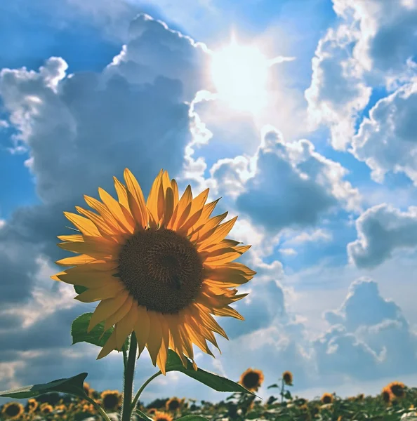 Los girasoles que florecen en la granja - campo con el cielo azul y las nubes. Hermoso fondo de color natural. Flor en la naturaleza . —  Fotos de Stock