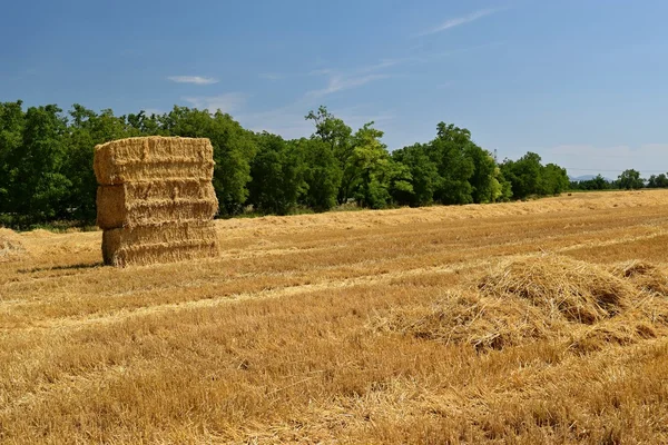 Skördare jordbruket maskin skörd gyllene mogen sädesfält. Traktor - hö och halm, traditionella sommar bakgrund med en industriell tema. — Stockfoto