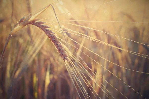 Field Barley Harvest Sunset Closeup Golden Wheat Field — Stock Photo, Image