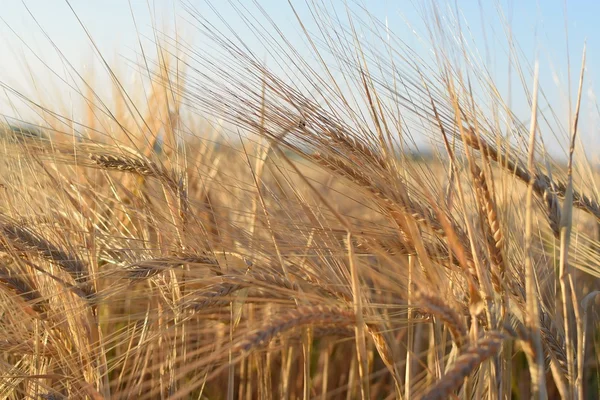 Champ avec orge à la récolte au coucher du soleil. Gros plan sur le champ de blé doré. — Photo