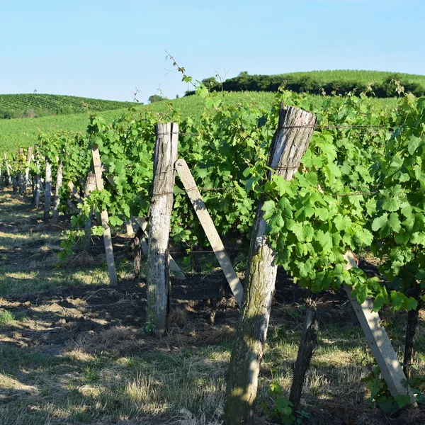 Winnice Pod Palava Czechy Południowych Moraw Wina Regionu — Zdjęcie stockowe