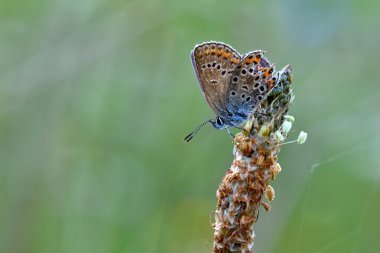 Güzel küçük kelebek ortak mavi (Polyommatus icarus). Doğa görüntüsünü makro yakın çekim.