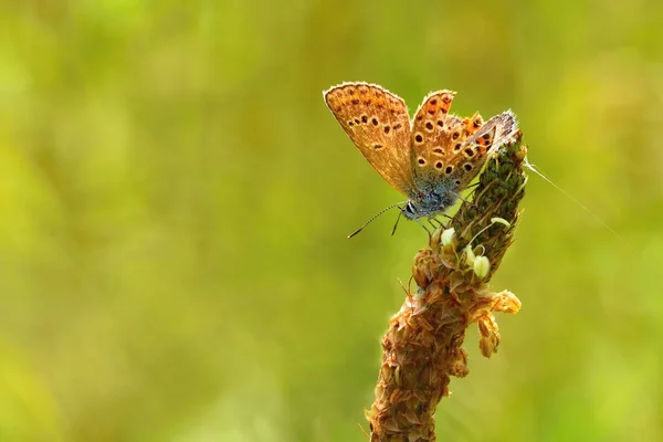 Beautiful Little Butterfly Common Blue Polyommatus Icarus Macro Shot Nature — Stock Photo, Image