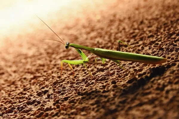 Dev Asya Praying Mantis (Hierodula membranacea) — Stok fotoğraf