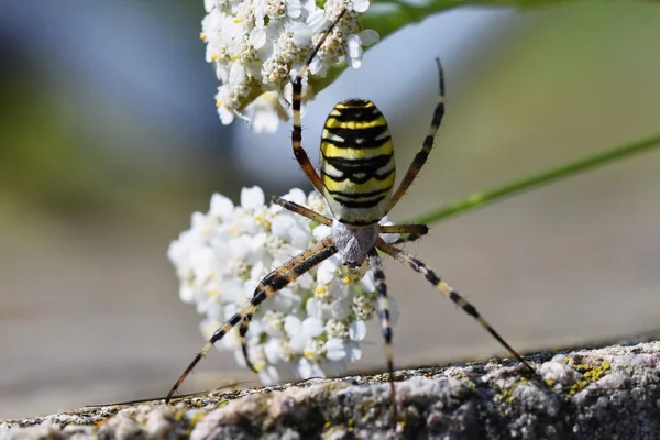 Vahşi Bir Çiçek Bir Örümcek Güzel Makro Çekim — Stok fotoğraf