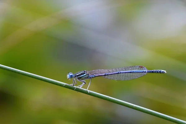 Güzel yusufçuk. Doğanın Macro shot 'ı. Libellula depressa. Böcekler yaklaşıyor.. — Stok fotoğraf