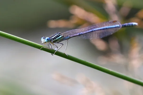 Hermosa libélula. Macro tiro de la naturaleza. Libellula depressa. Insectos de cerca. — Foto de Stock