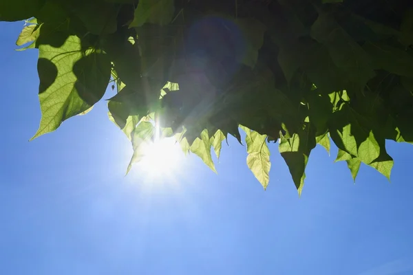 Folhas Árvore Com Céu Azul Luz Sol — Fotografia de Stock