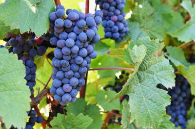 Üzüm şarabı. Şarap bölgesi South Moravia'deki / Çek Cumhuriyeti.