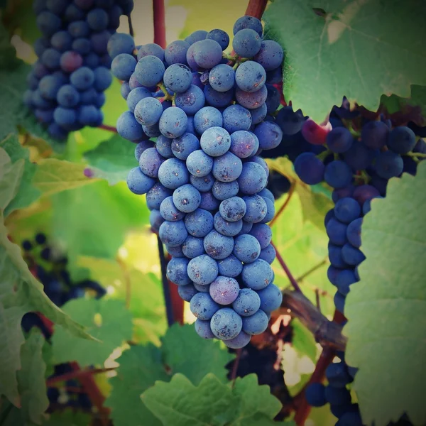 O vinho no vinhedo. Região vinícola da Morávia do Sul República Checa . — Fotografia de Stock