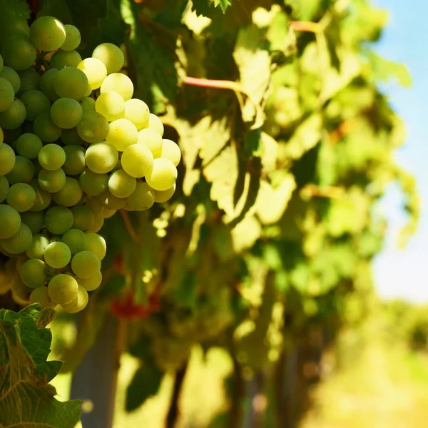 Вино в винограднике. Винный регион Южной Моравии . — стоковое фото