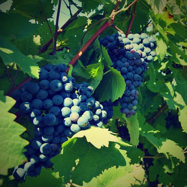 Вино в винограднике. Винный регион Южной Моравии . — стоковое фото