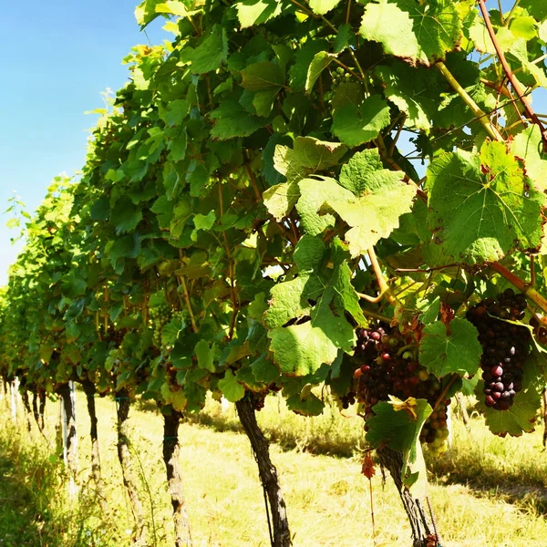 Üzüm şarabı. Şarap bölgesi South Moravia'deki / Çek Cumhuriyeti.