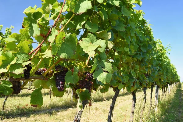 The wine in the vineyard. Wine region of South Moravia Czech Republic.