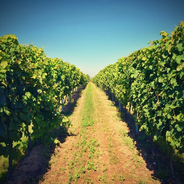 Wein Weinberg Weinregion Südmähren Tschechische Republik — Stockfoto