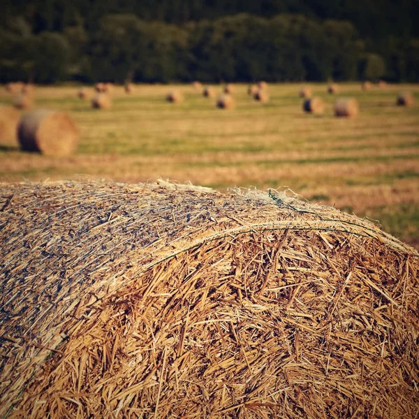 美しい田園風景 収穫した畑の中の干し草の山 — ストック写真