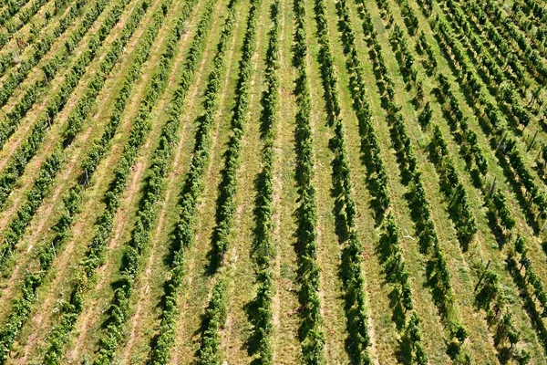 Winnicy Winogrona Region Winiarski Republiki Czeskiej Morawy Południowej — Zdjęcie stockowe
