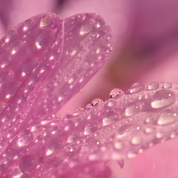 Macro tiro de gotas na flor. Fundo borrado rosa natural bonito . — Fotografia de Stock