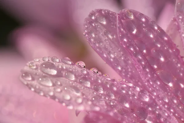 Macro tiro de gotas na flor. Fundo borrado rosa natural bonito . — Fotografia de Stock