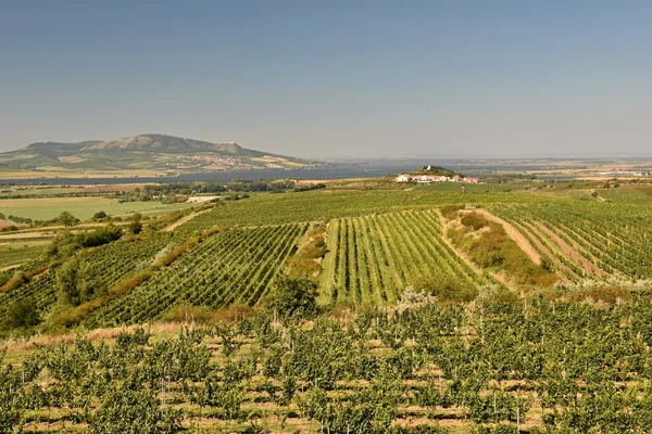 Vignobles sous Palava. République tchèque - Région viticole de Moravie du Sud . — Photo