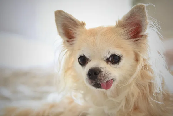 Chihuahua - cãozinho engraçado — Fotografia de Stock