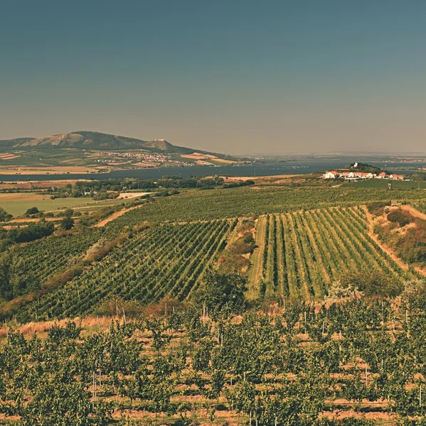 Vignobles sous Palava. République tchèque - Région viticole de Moravie du Sud . — Photo