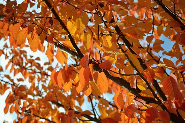 Folhas Outono Natural Sazonal Fundo Colorido — Fotografia de Stock