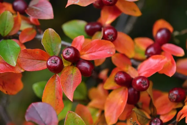 秋の紅葉 四季折々の自然色背景 — ストック写真