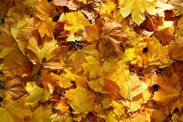 Осіннє Листя Природний Сезонний Кольоровий Фон — стокове фото