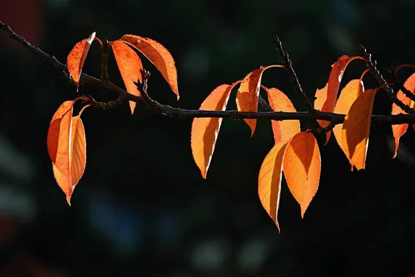 Fundo Outono Lindas Folhas Coloridas Árvores Natureza Hora Outono — Fotografia de Stock