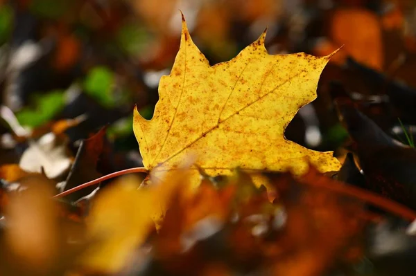 Autumn Background Beautiful Colorful Leaves Trees Nature Autumn Time — Stock Photo, Image