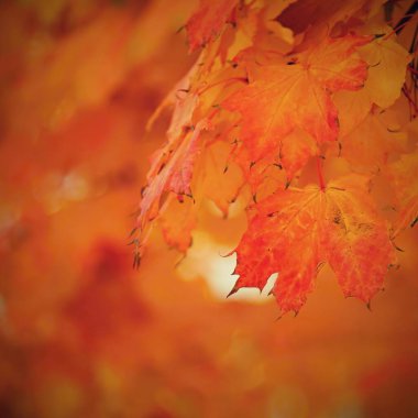 Sonbahar arkaplanı. Doğadaki güzel renkli ağaç yaprakları. Sonbahar zamanı.