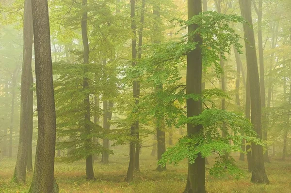 Φθινοπωρινό Δάσος Φυσικό Πολύχρωμο Φόντο Δέντρα Και Ομίχλη Στο Δάσος — Φωτογραφία Αρχείου
