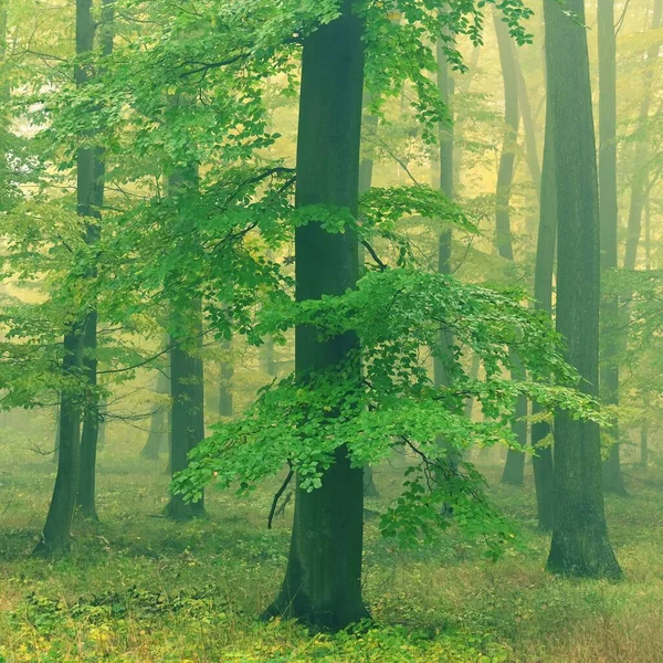 Forêt Automne Fond Coloré Naturel Avec Des Arbres Brouillard Dans — Photo