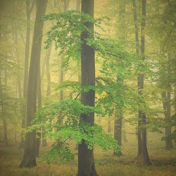 Höstskog Naturlig Färgstark Bakgrund Med Träd Och Dimma Skogen — Stockfoto