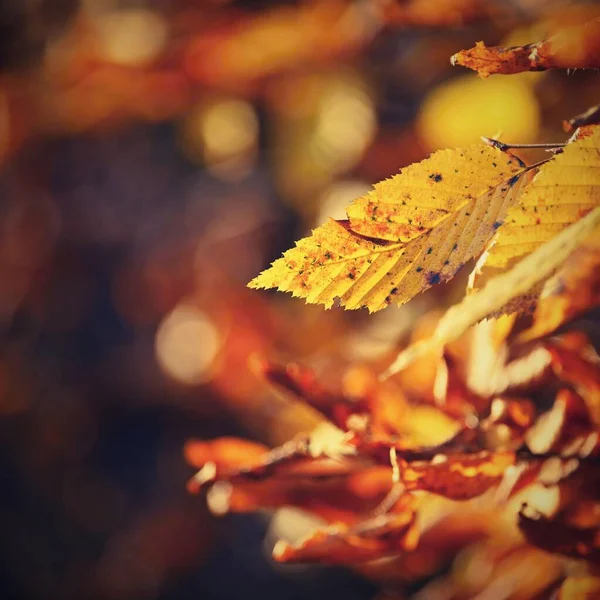 Autumn Beautiful Colorful Leaves Trees Autumn Time Natural Seasonal Color — Stock Photo, Image