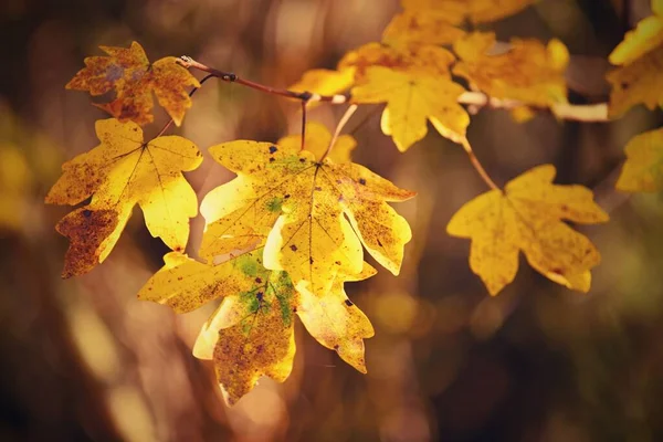 Осенний Фон Красивые Красочные Листья Деревьев Природе Осеннее Время — стоковое фото