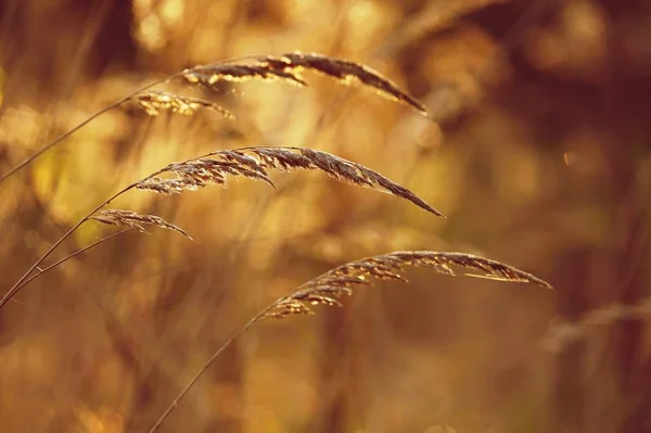 Autunno Concetto Natura Bellissimi Fili Erba Sfondo Colorato Naturale — Foto Stock